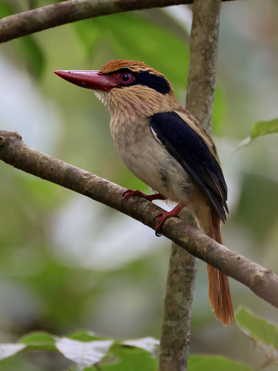 Sulawesi Lilac Kingfisher - ML646192215