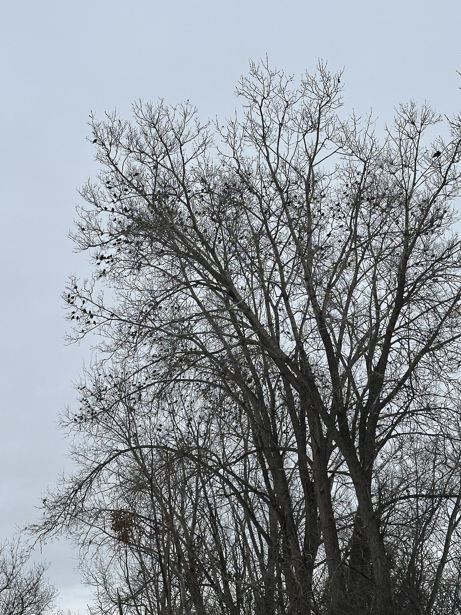 European Starling - ML646192217