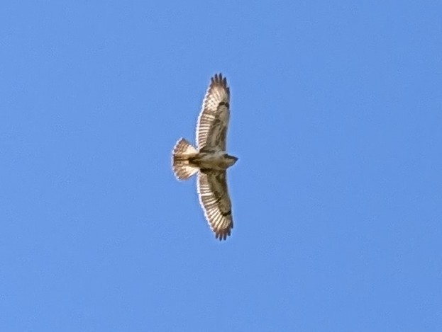 Ferruginous Hawk - ML646192218