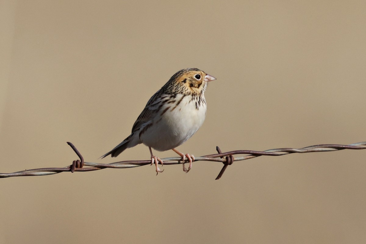 Baird's Sparrow - ML646192219