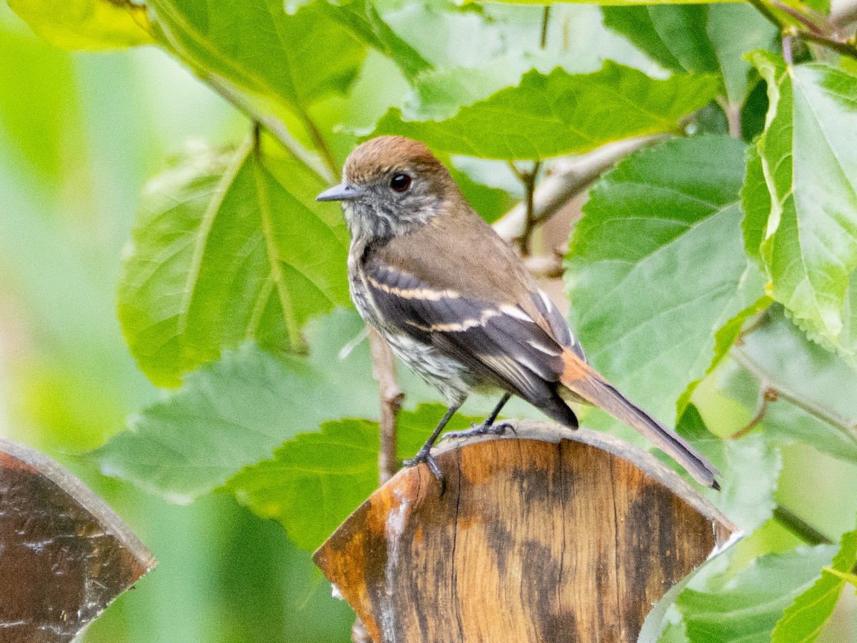 Blue-billed Black-Tyrant - ML646192221