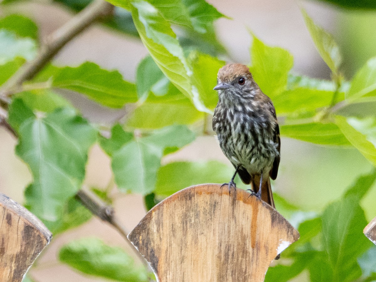 Blue-billed Black-Tyrant - ML646192222