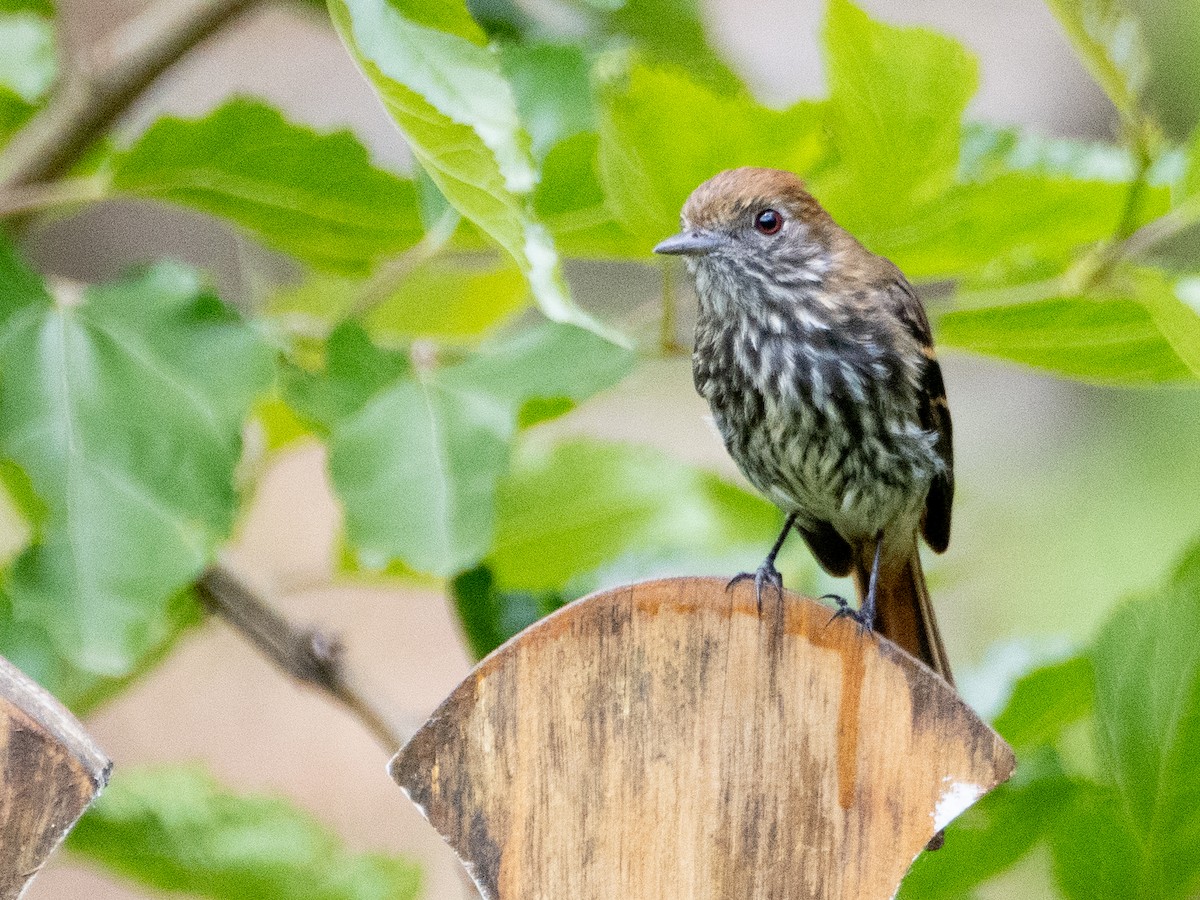 Blue-billed Black-Tyrant - ML646192223