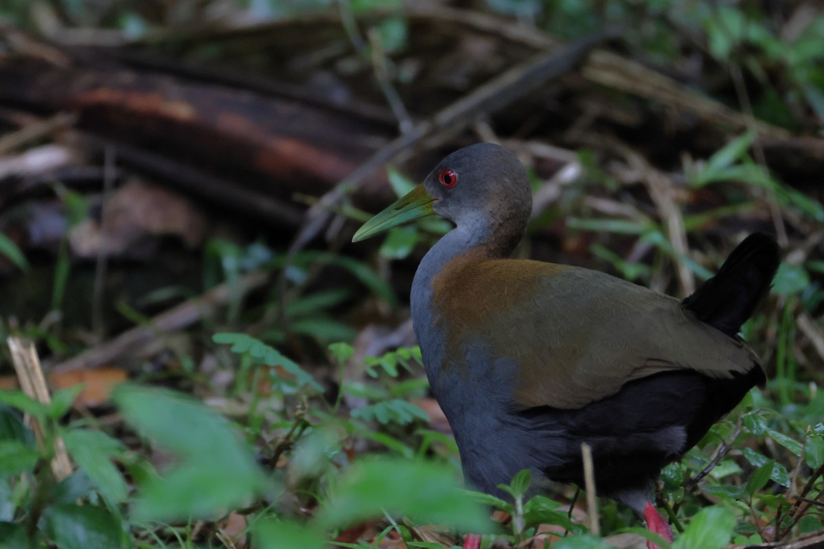 Slaty-breasted Wood-Rail - ML646192224