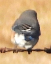 Eastern Bluebird - ML646192225