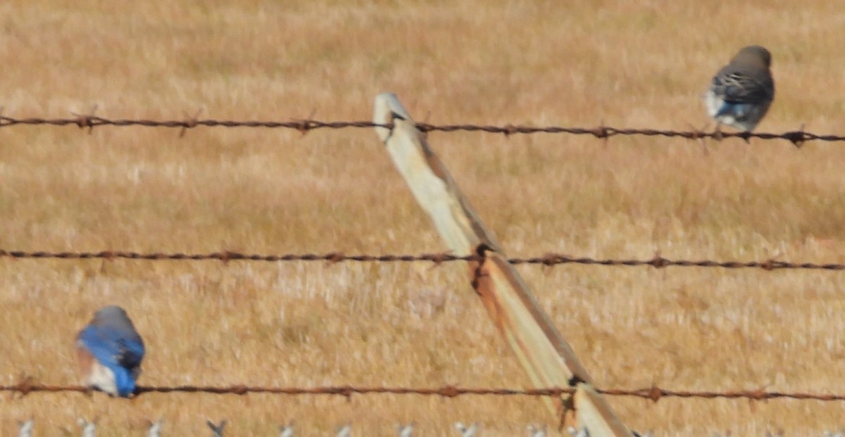 Eastern Bluebird - ML646192226