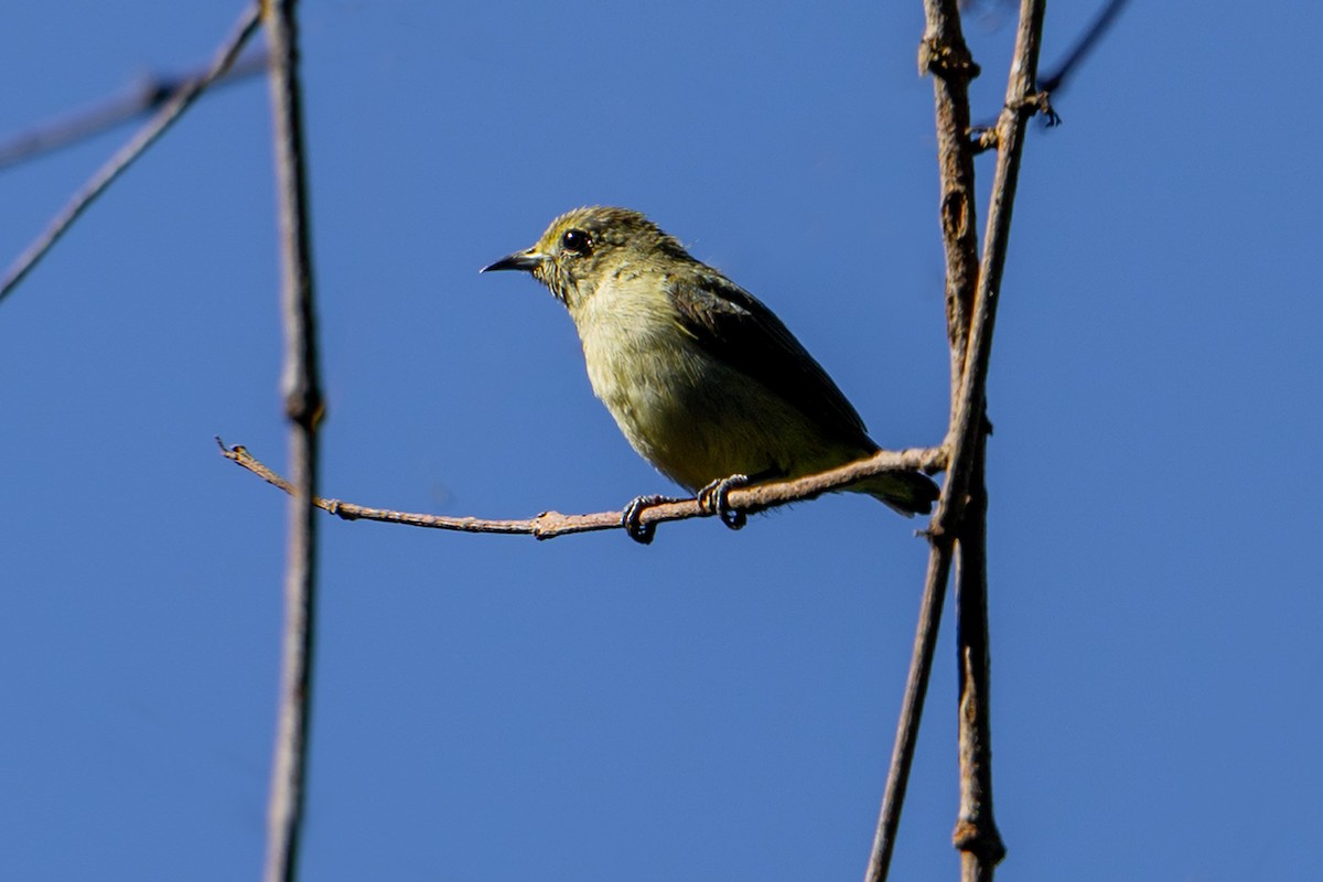 綠啄花 - ML646192227