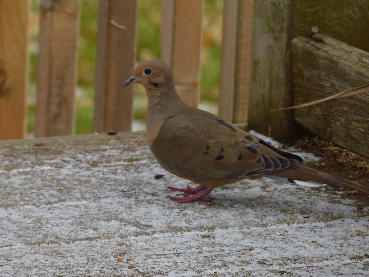 Mourning Dove - ML646192228