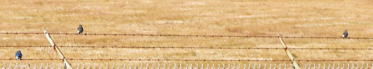 Eastern Bluebird - ML646192230