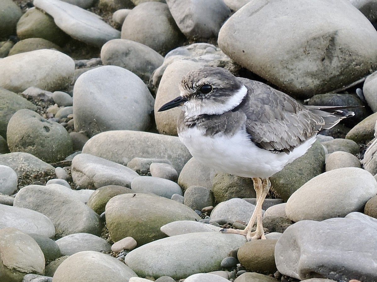 劍鴴 - ML646192231