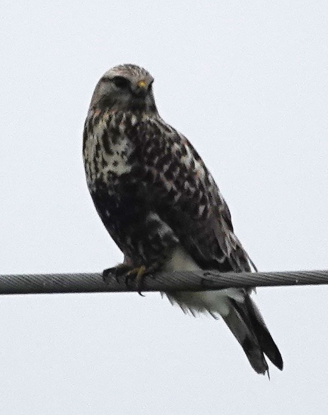 毛足鵟 - ML646192239