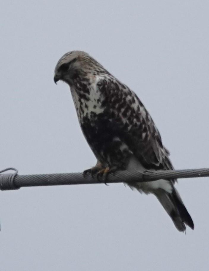 毛足鵟 - ML646192240