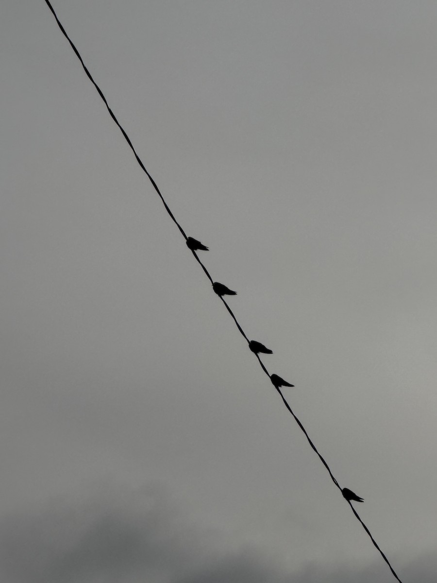 Northern Rough-winged Swallow - ML646192242