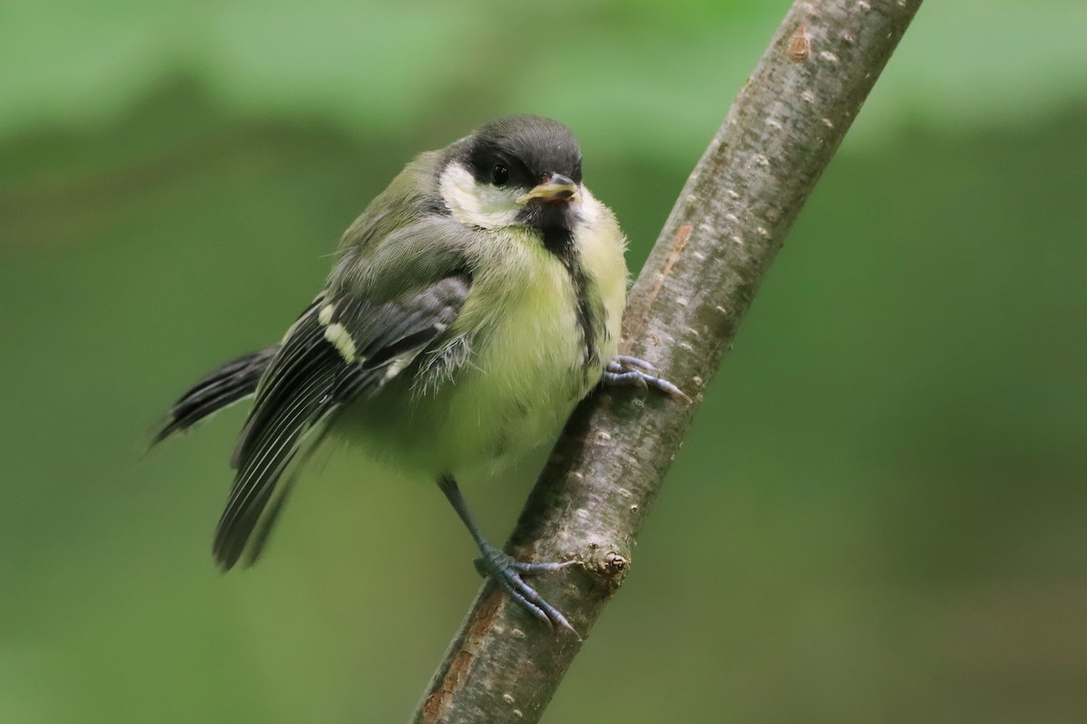 Great Tit (Great) - ML646192244