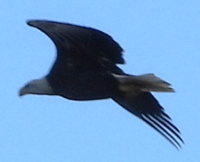 Bald Eagle - ML646192245