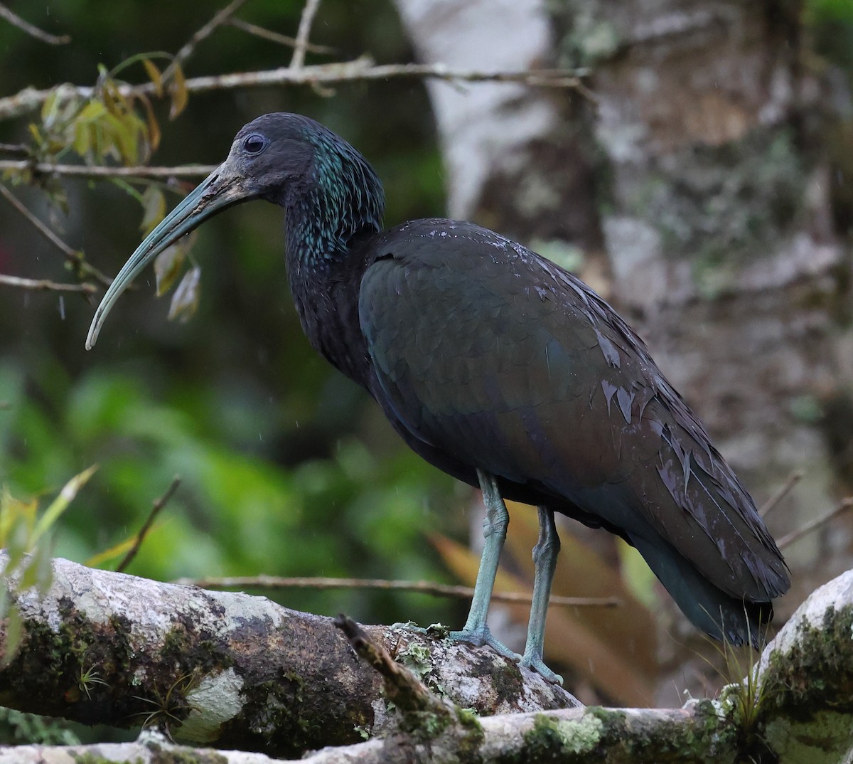 Green Ibis - ML646192246