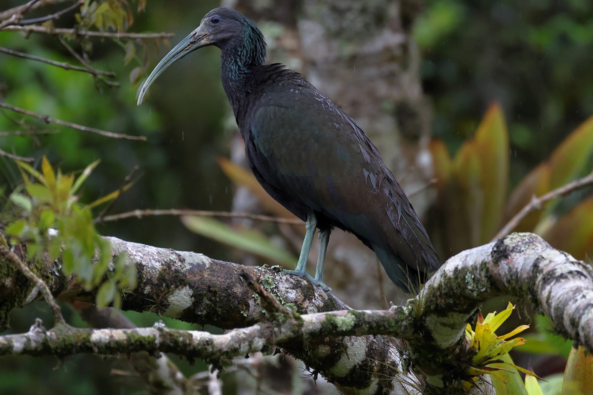 Green Ibis - ML646192247