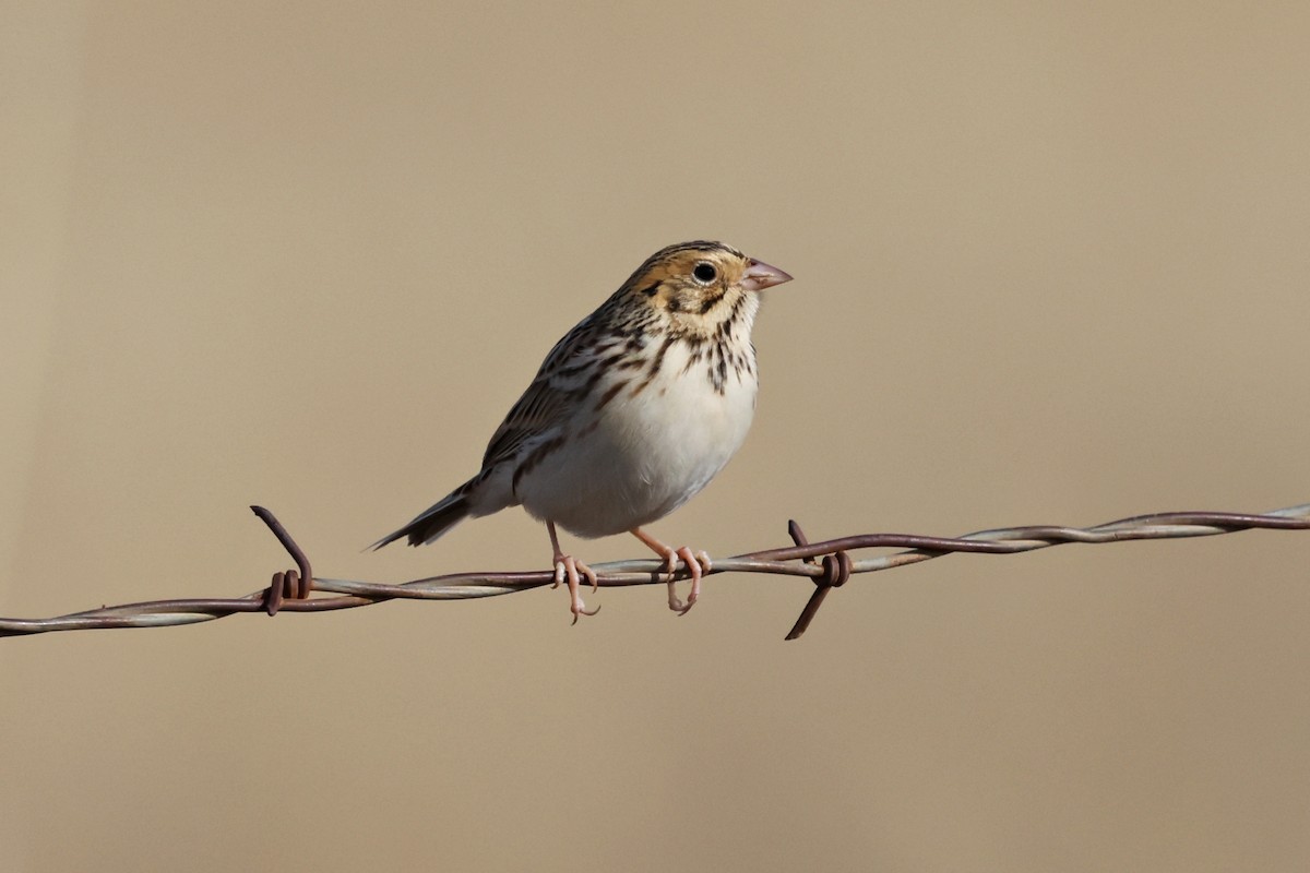 Baird's Sparrow - ML646192249
