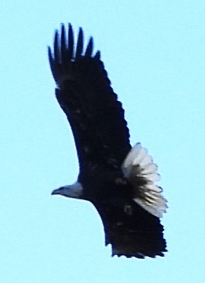 Bald Eagle - ML646192250
