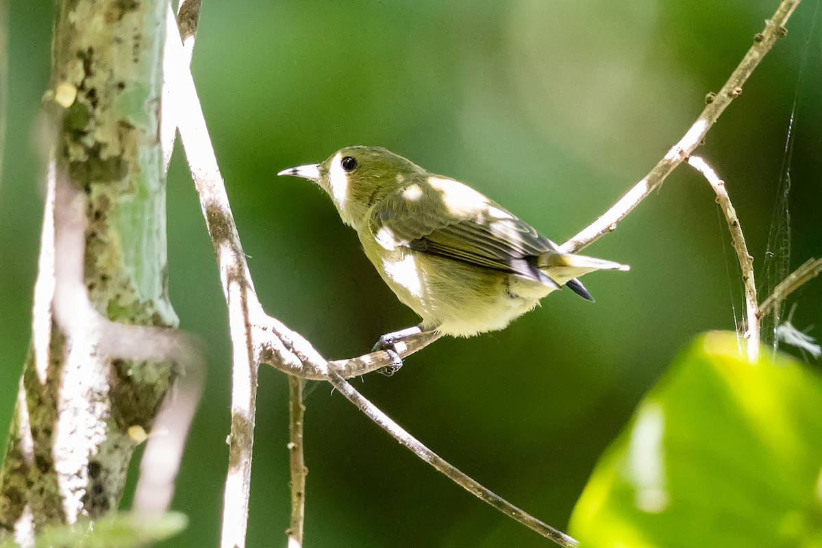 綠啄花 - ML646192251