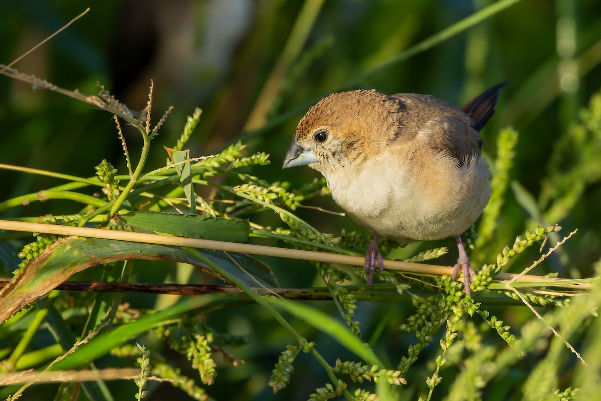 Indian Silverbill - ML646192253