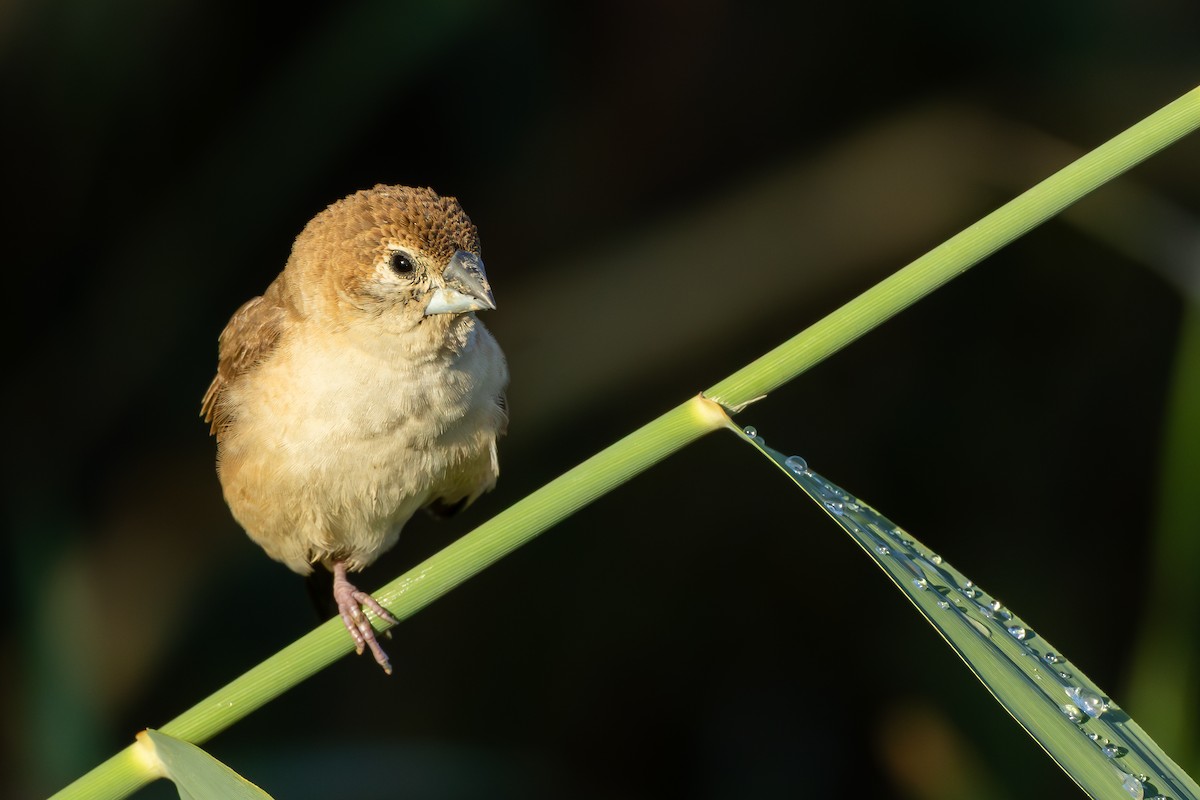 Indian Silverbill - ML646192255