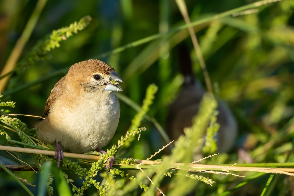 Indian Silverbill - ML646192256