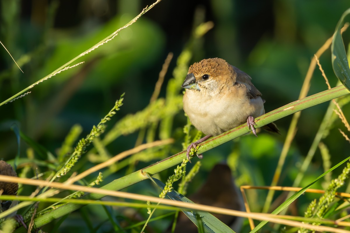 Indian Silverbill - ML646192259