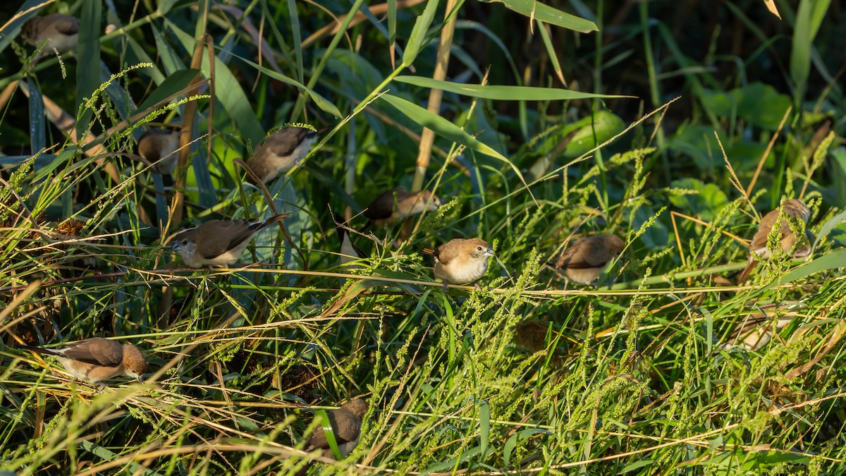 Indian Silverbill - ML646192265