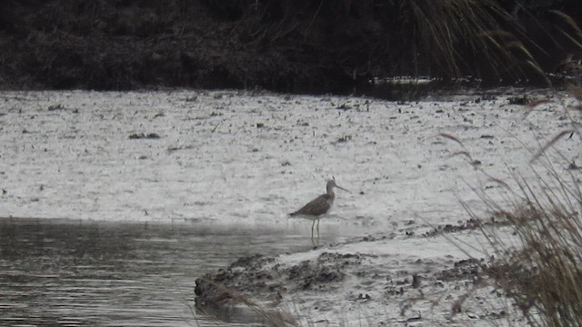 Greater Yellowlegs - ML646192271