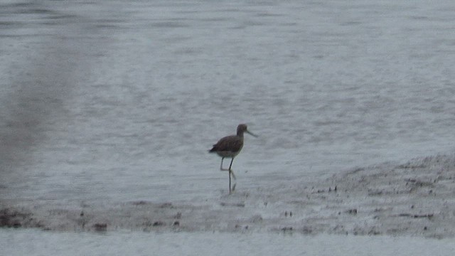 Greater Yellowlegs - ML646192272