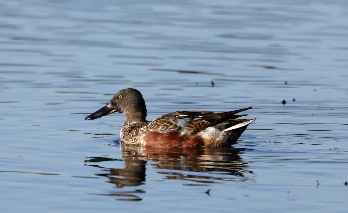 Широконоска - ML646192274