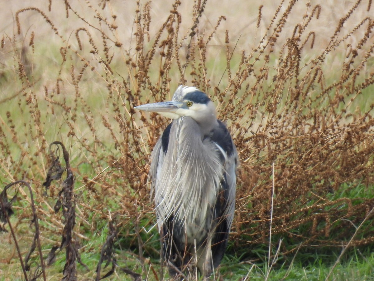 Great Blue Heron - ML646192276