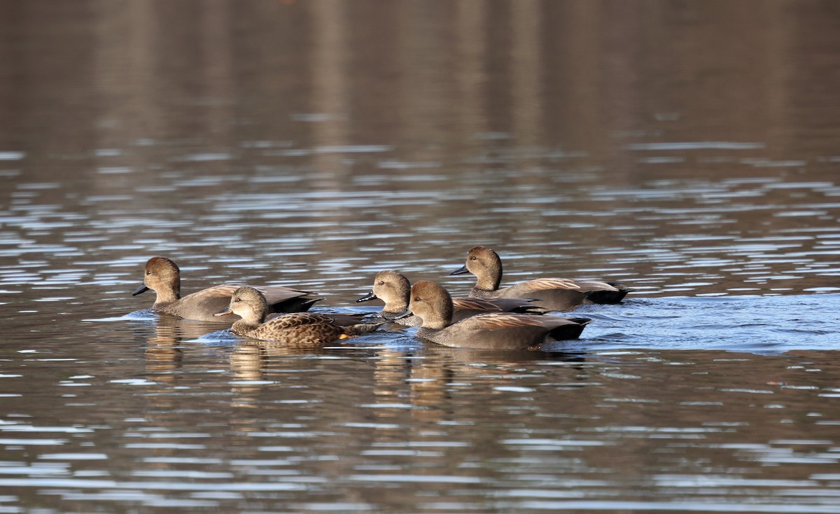 Ipar-ahatea - ML646192278