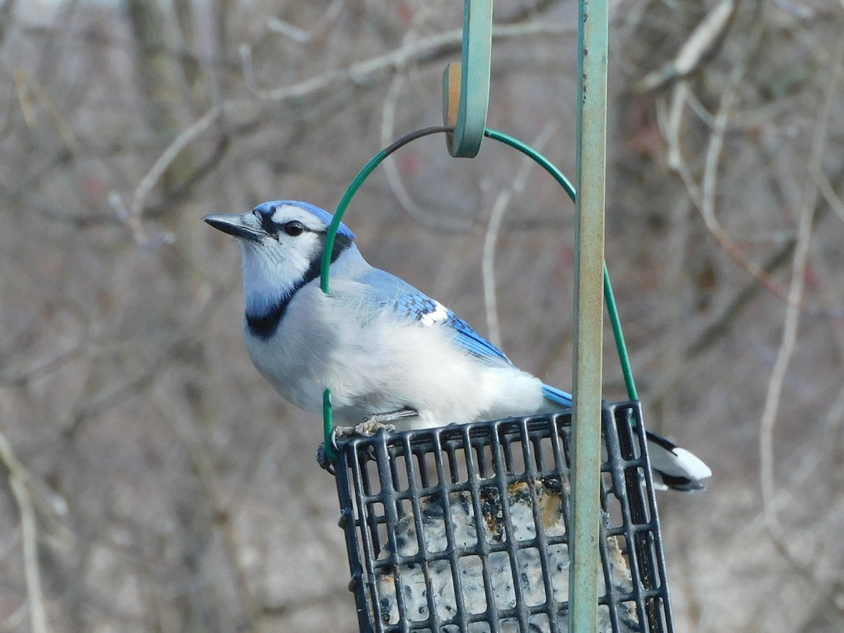 Geai bleu - ML646192280