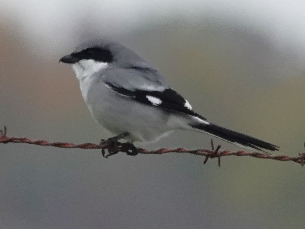 ťuhýk americký - ML646192281