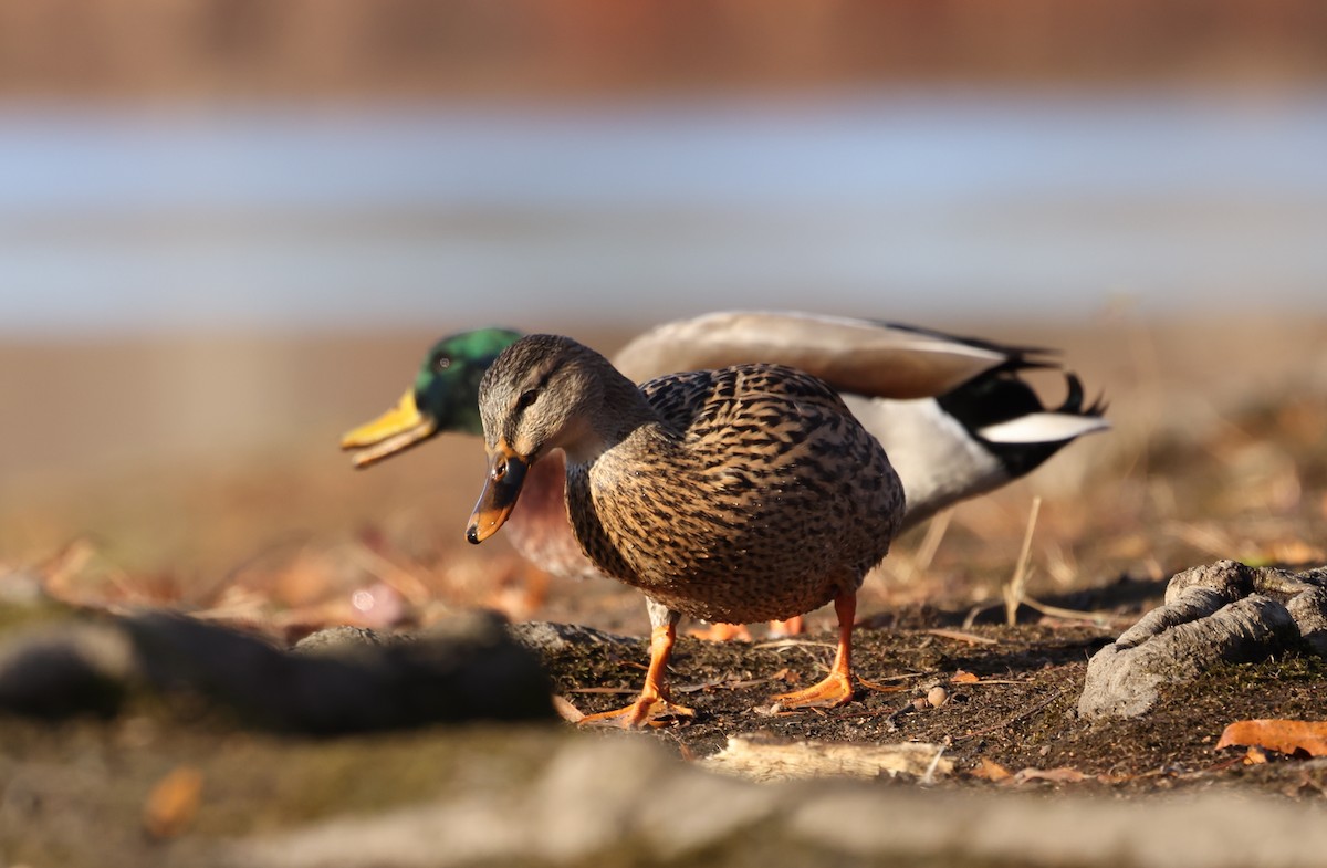 Кряква - ML646192282