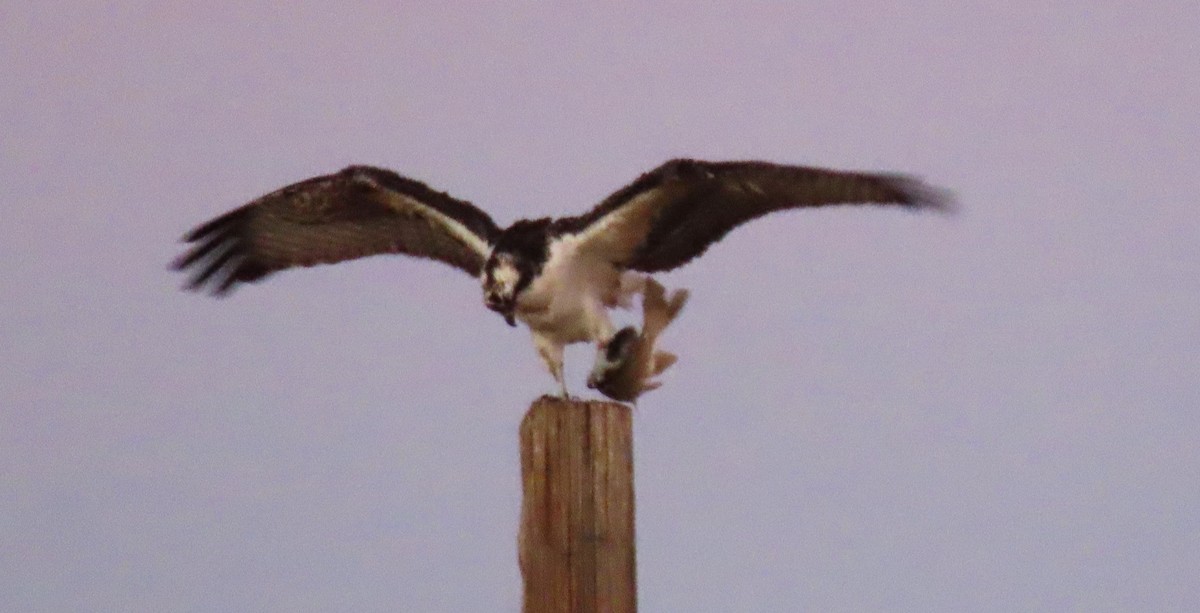 Osprey - ML646192285