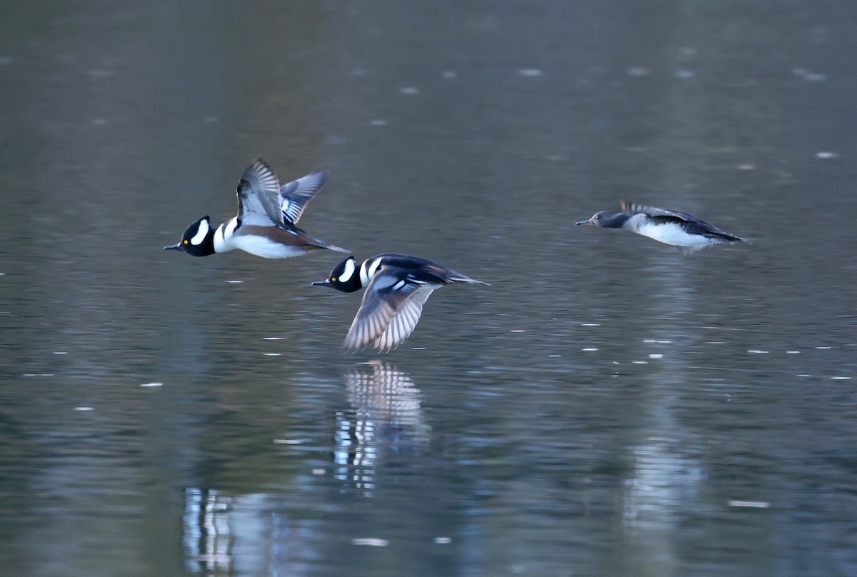 Капюшоновый крохаль - ML646192286