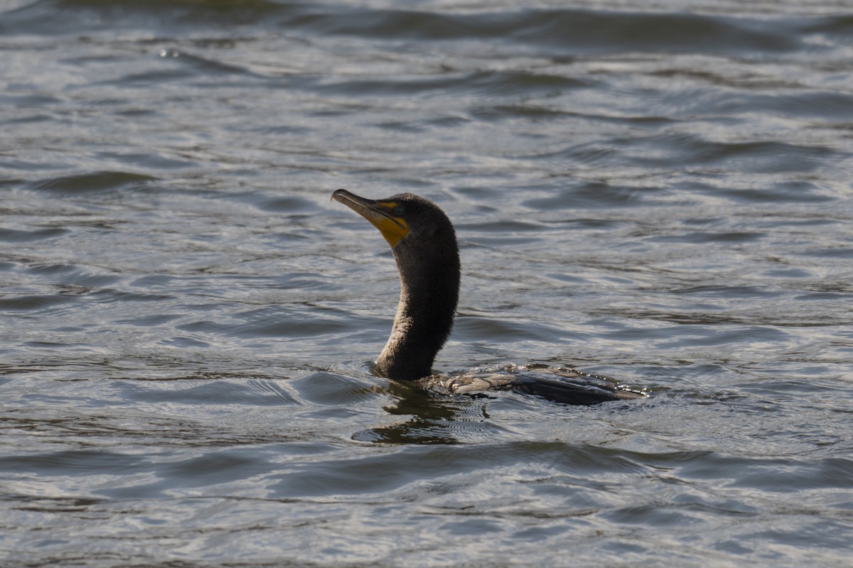 Double-crested Cormorant - ML646192287