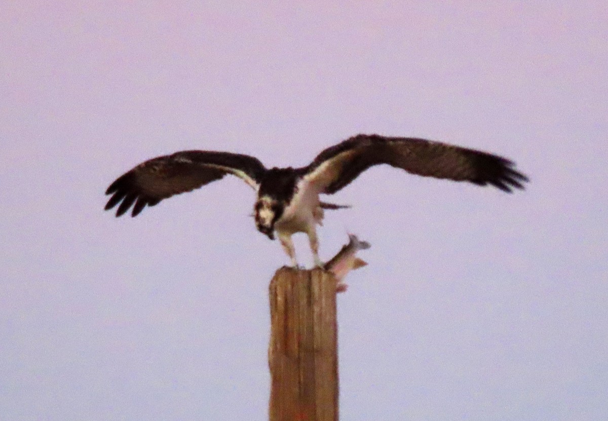 Osprey - ML646192288