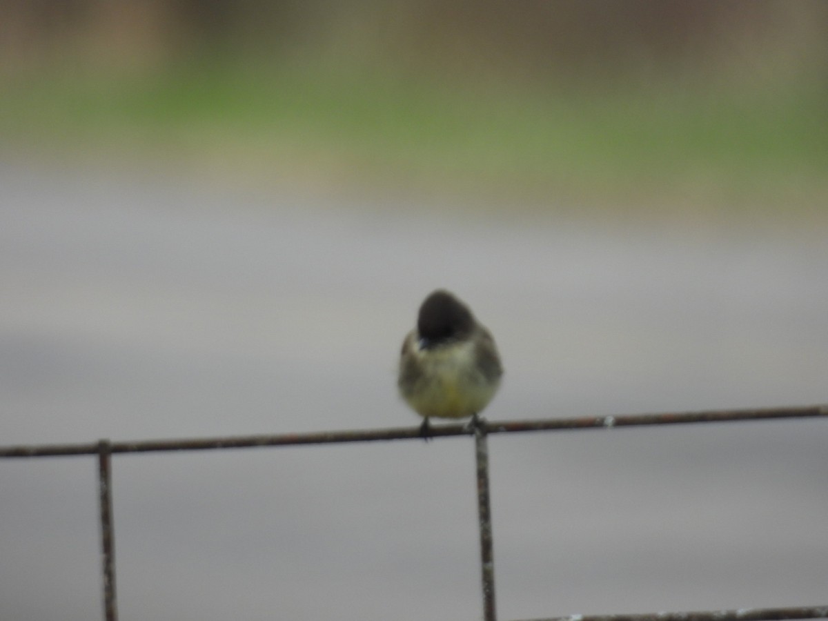 Eastern Phoebe - ML646192291