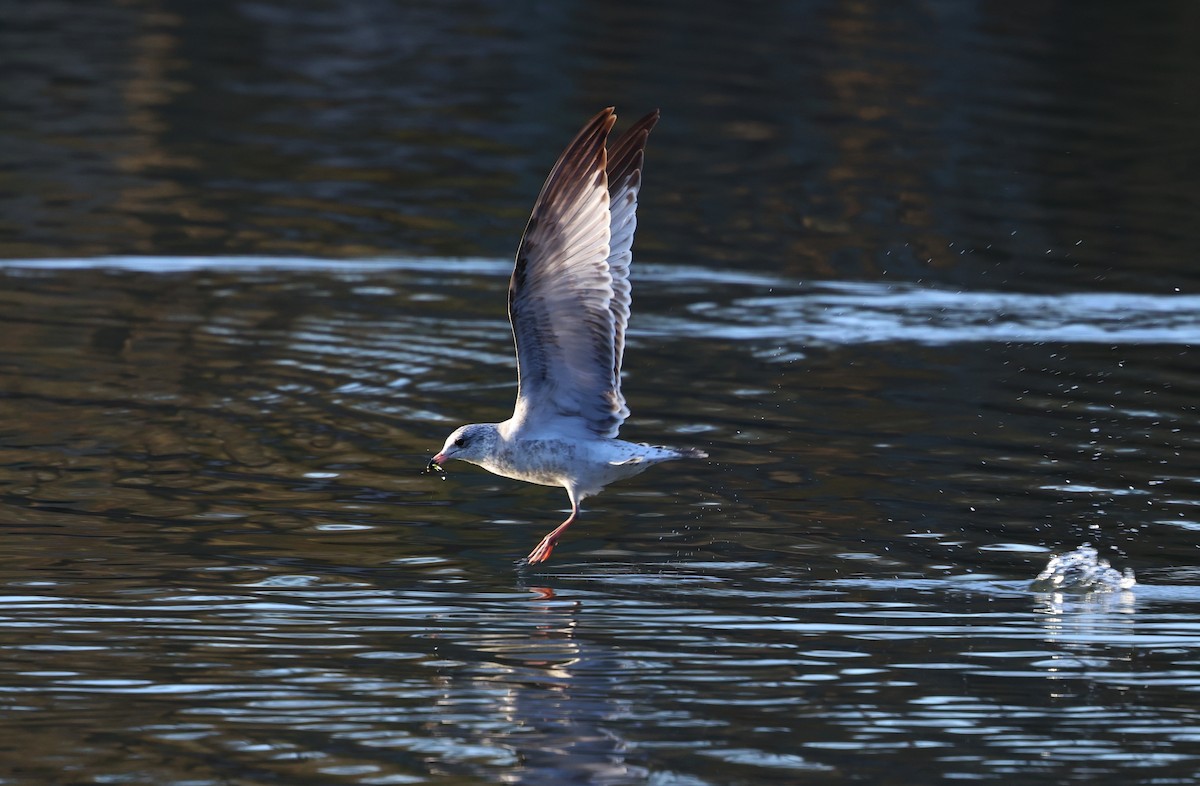 Делавэрская чайка - ML646192292