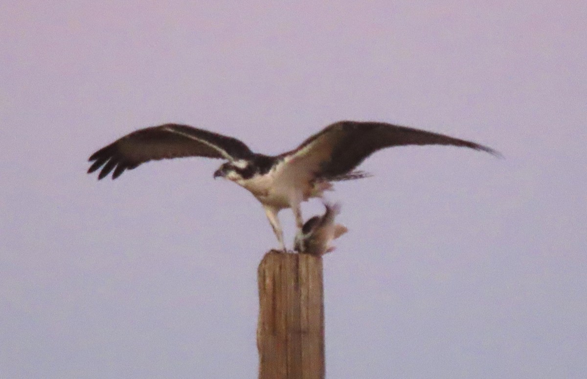 Osprey - ML646192293