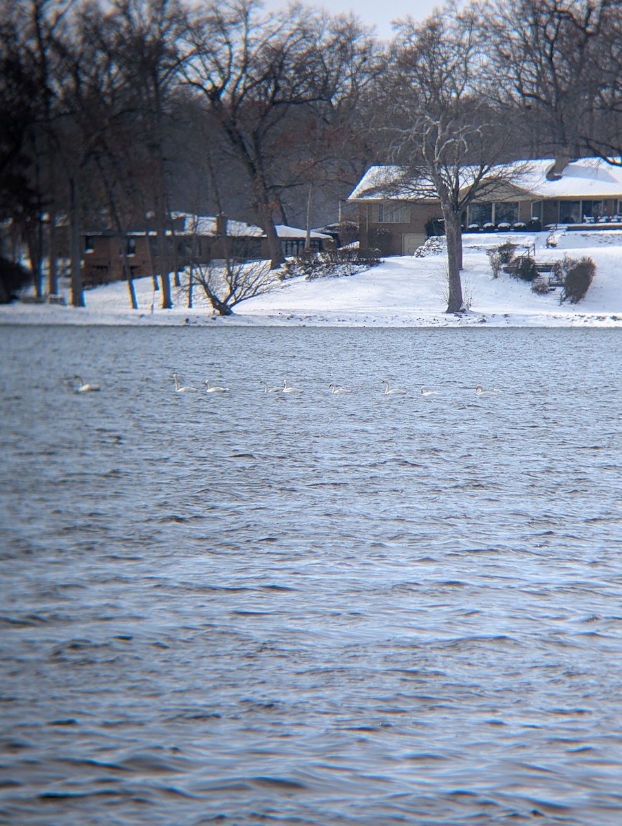 Tundra Swan - ML646192298