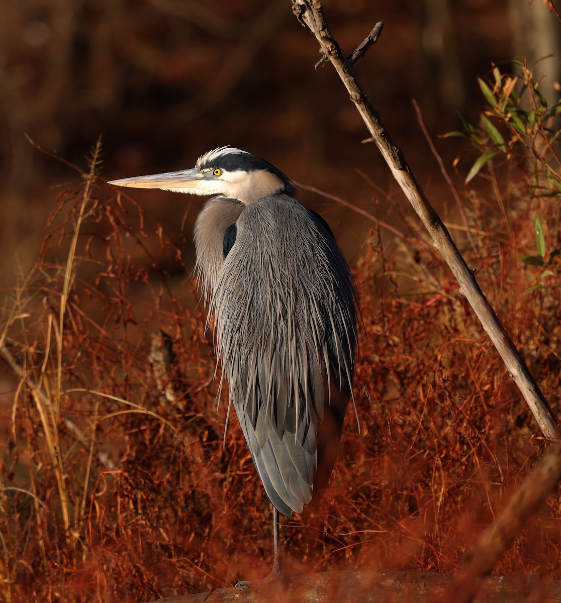 Great Blue Heron - ML646192301