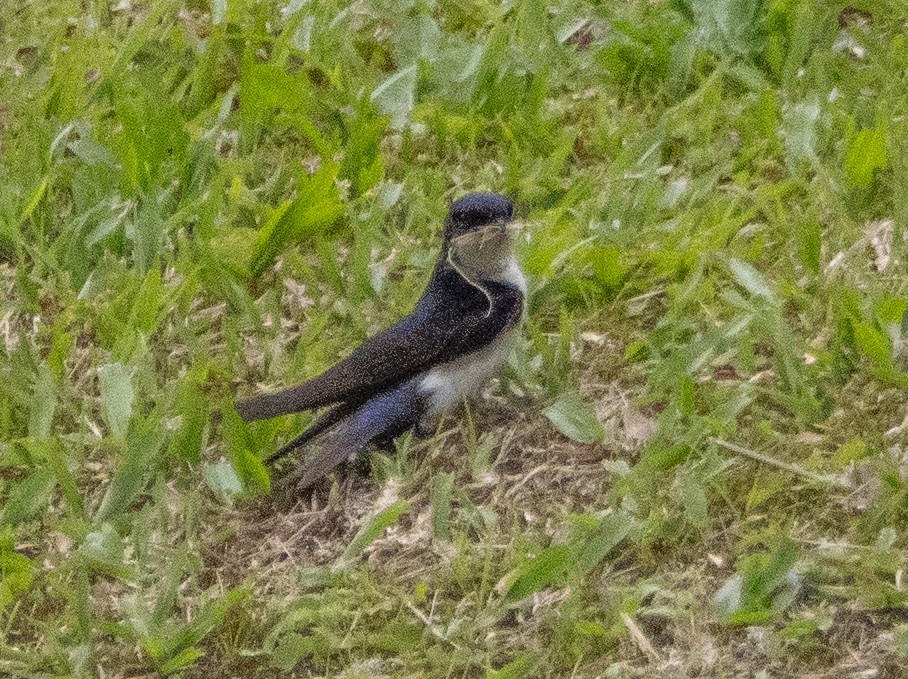 Blue-and-white Swallow - ML646192302