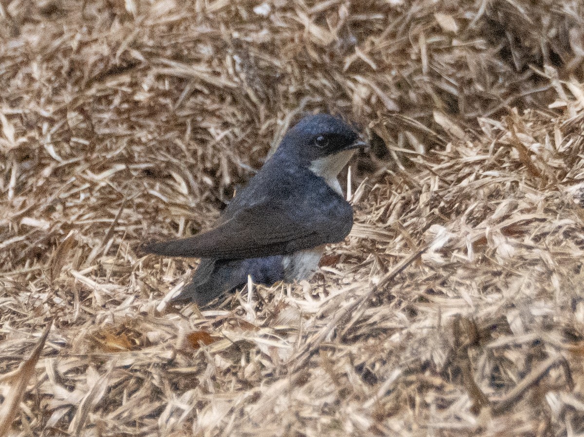 Blue-and-white Swallow - ML646192303