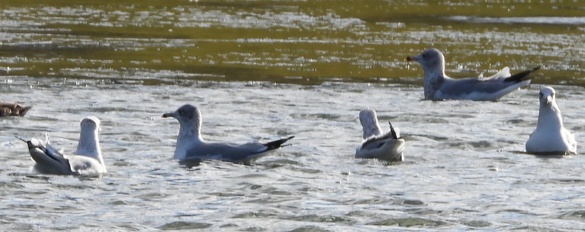 American Herring Gull - ML646192304