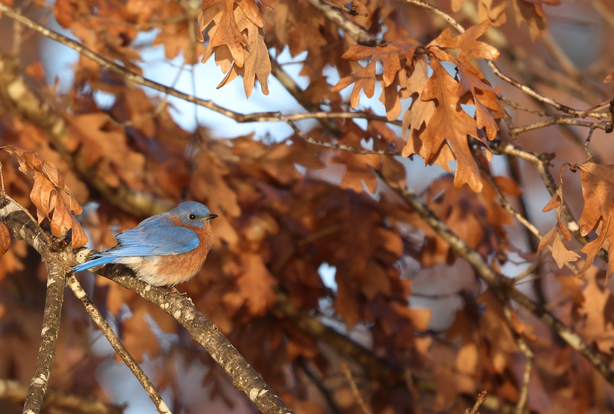 Eastern Bluebird - ML646192305